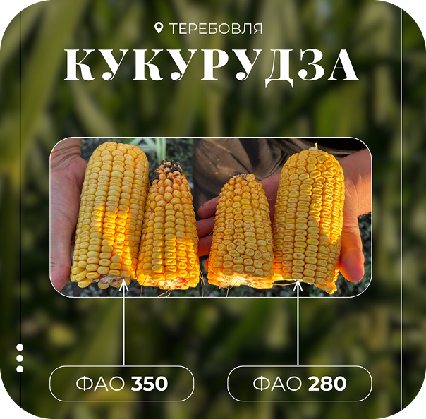 Кукурудза ФАО 280