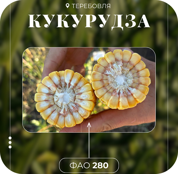 Кукурудза ФАО 350