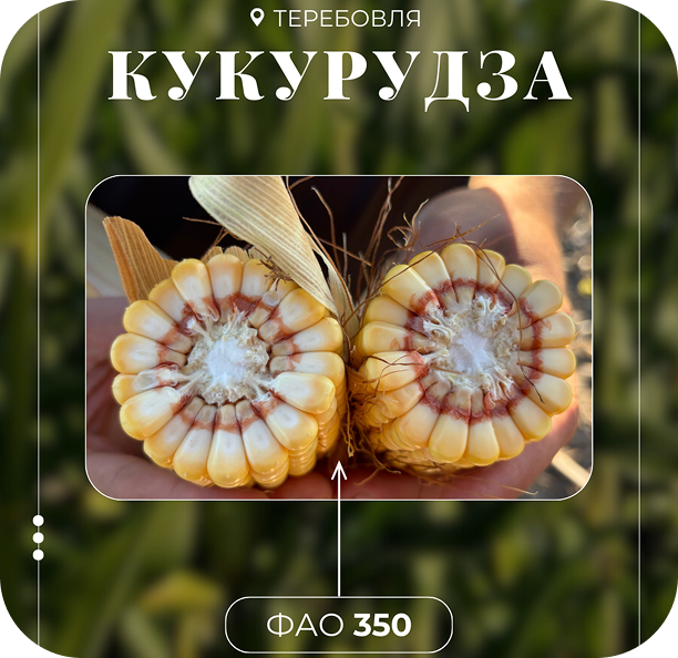 Кукурудза ФАО 280 і 350